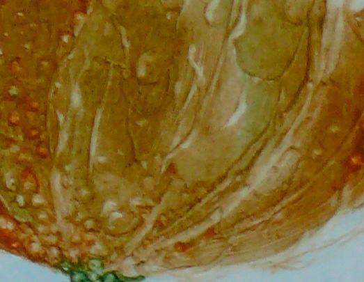 Bilddetail