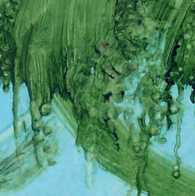 Bilddetail